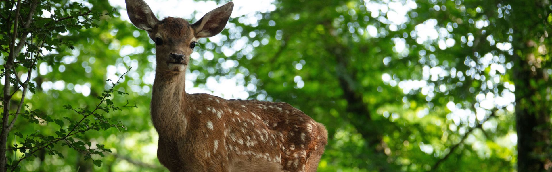 Bambi, priča o životu u šumi / SINK